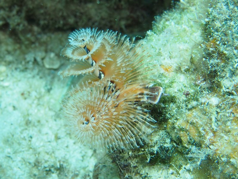 Curacao 04-12 056.jpg